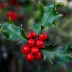 Ilex aquifolium Alaska